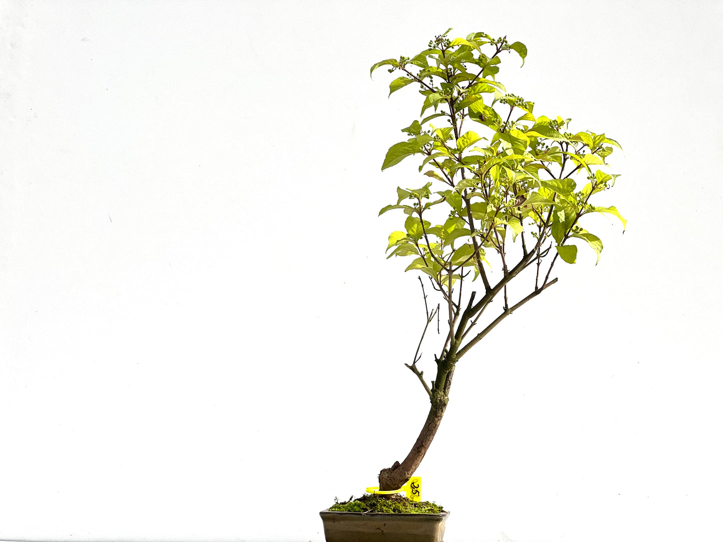 Callicarpa Japonica 2560