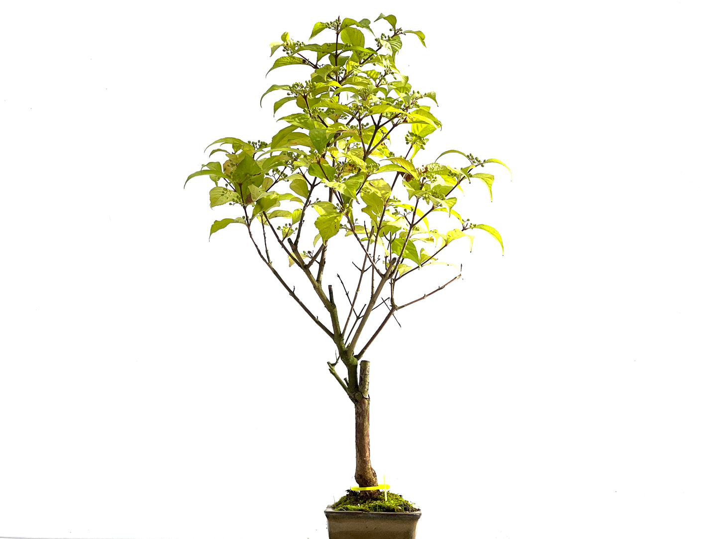 Callicarpa Japonica 2560
