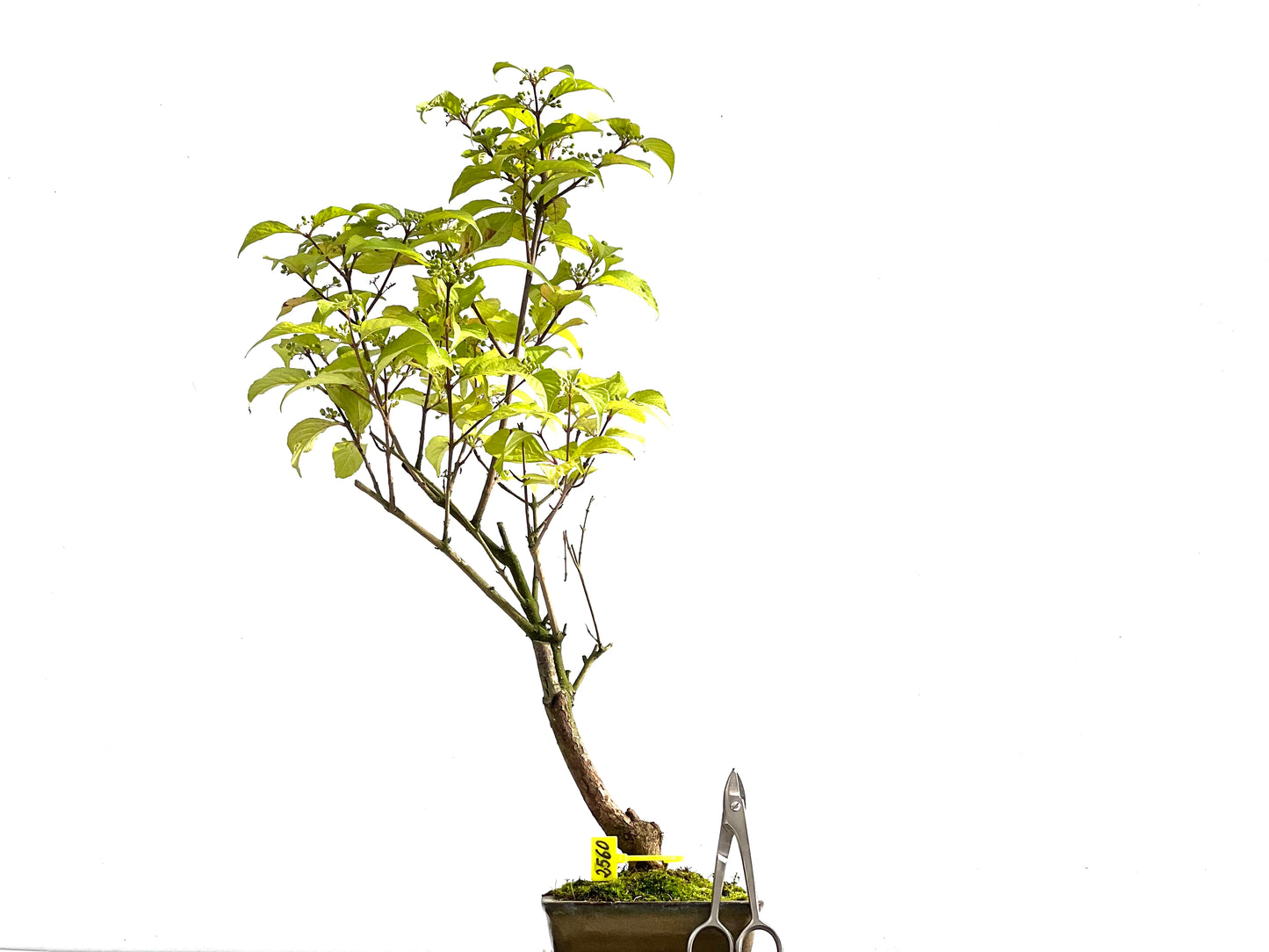 Callicarpa Japonica 2560