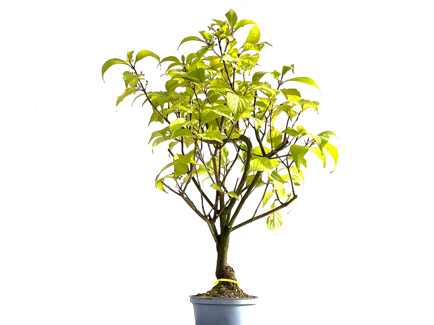 Callicarpa Japonica 2552