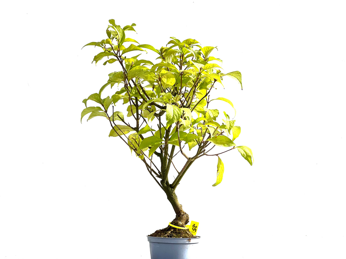 Callicarpa Japonica 2552
