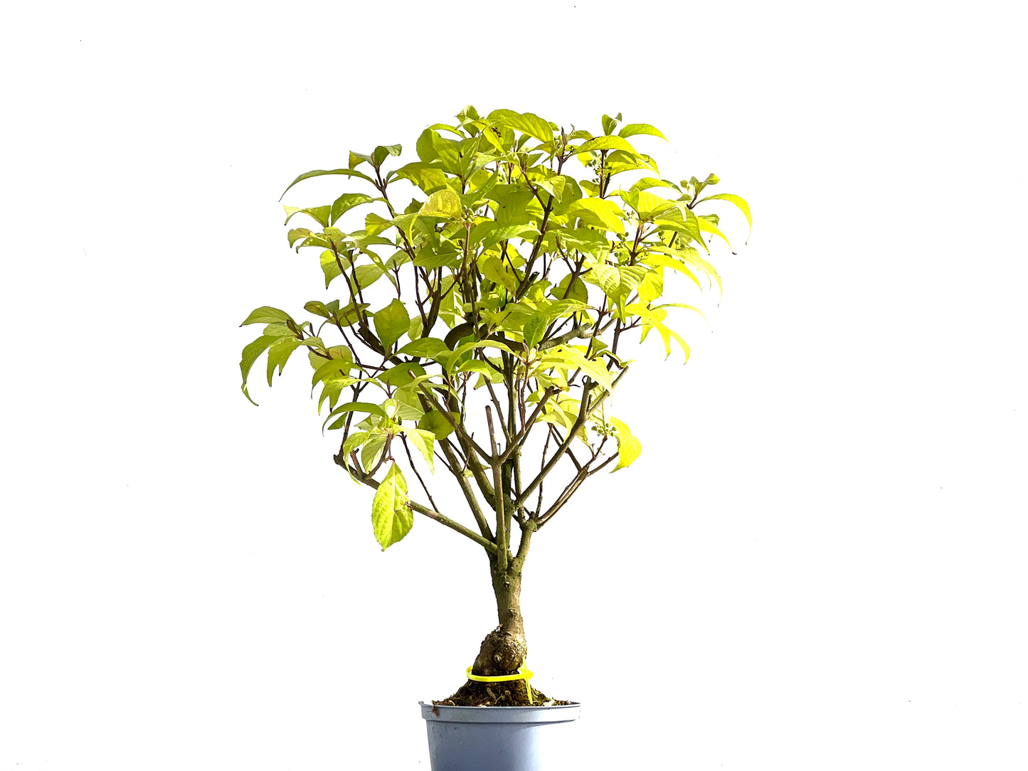 Callicarpa Japonica 2552