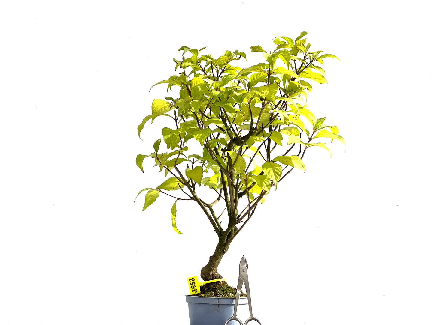 Callicarpa Japonica 2552