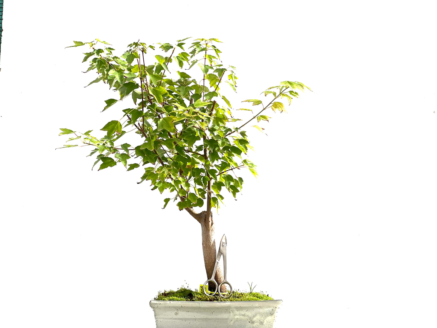 Acer Burgerianum 2109