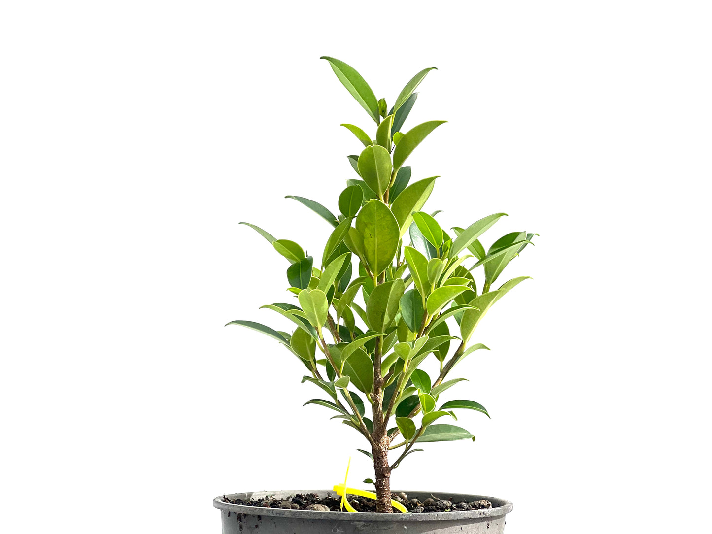Ficus Tiger Bark 2596