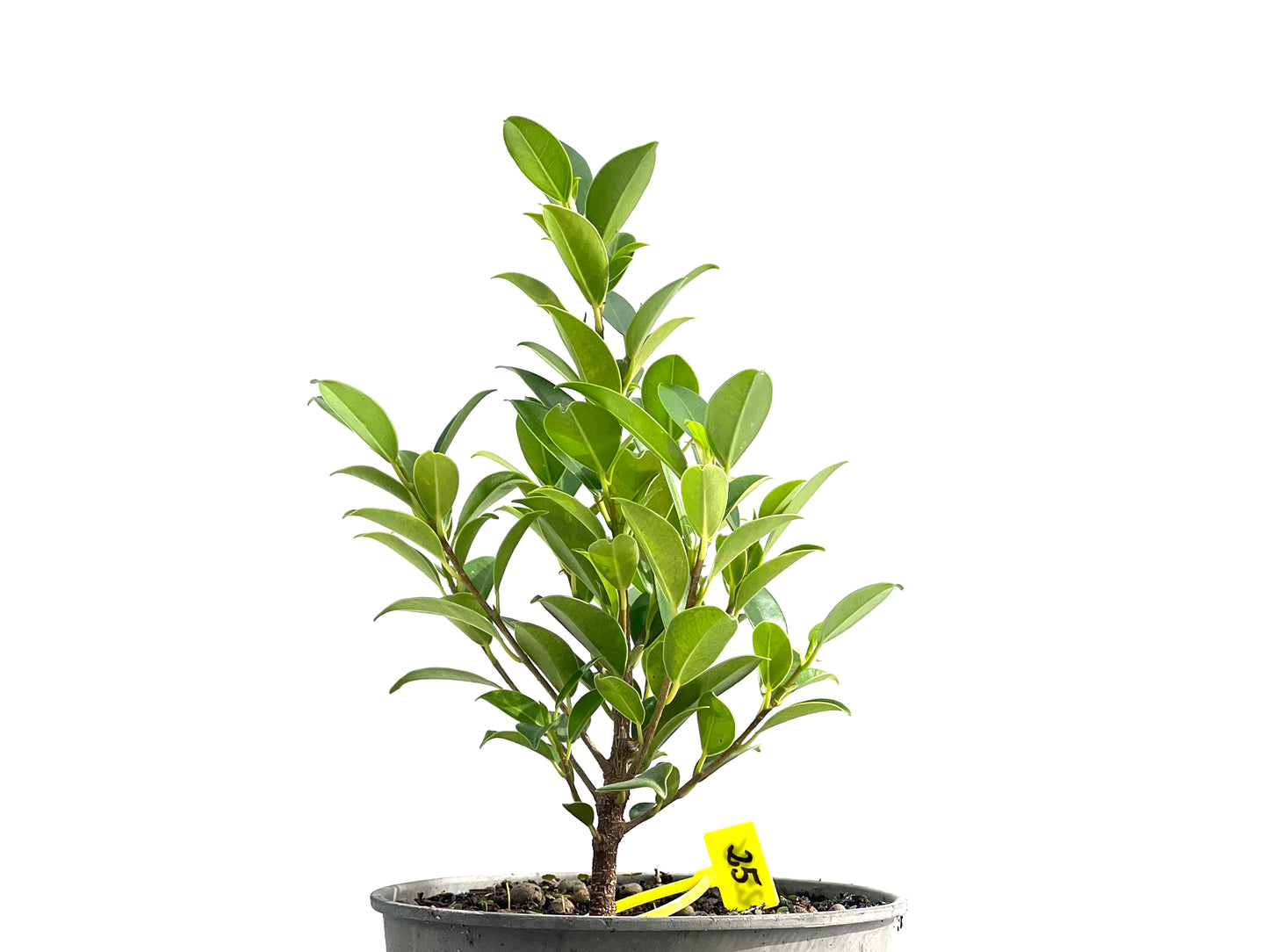 Ficus Tiger Bark 2596