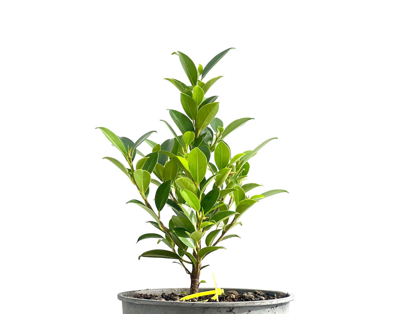 Ficus Tiger Bark 2596