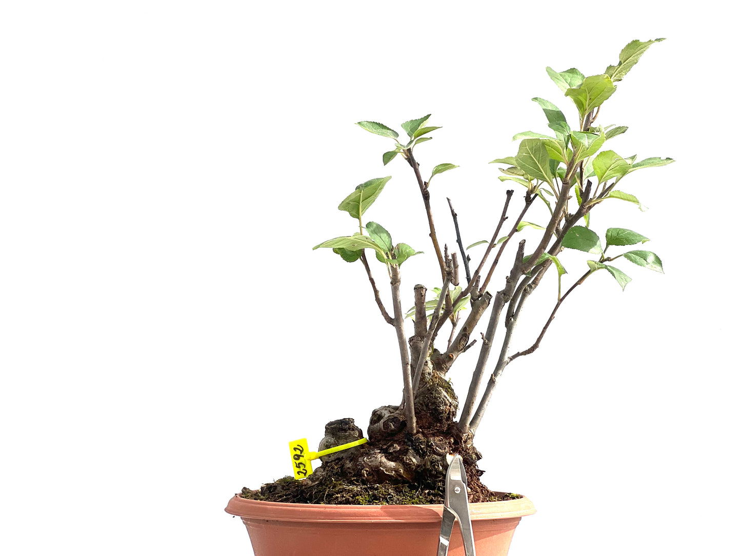 Malus Everest 2592