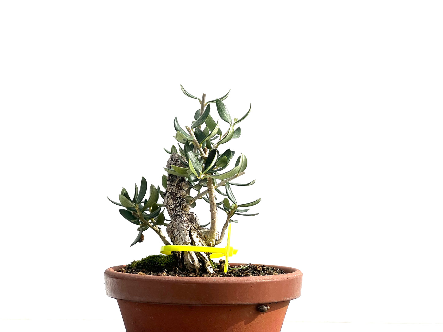 Olea Europaea Sylvestris 2598