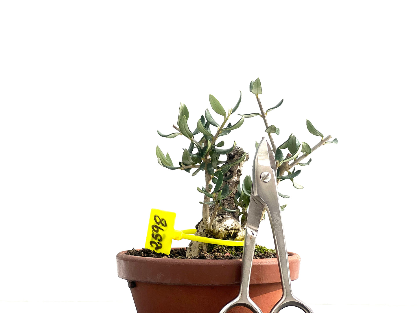 Olea Europaea Sylvestris 2598
