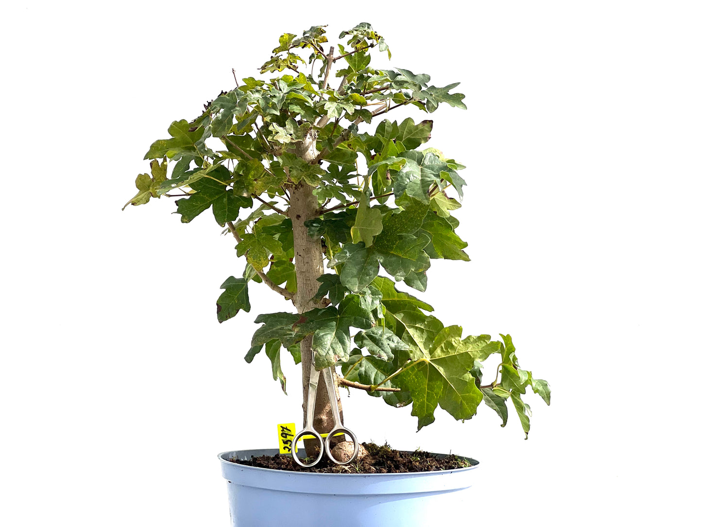 Acer Campestris 2597