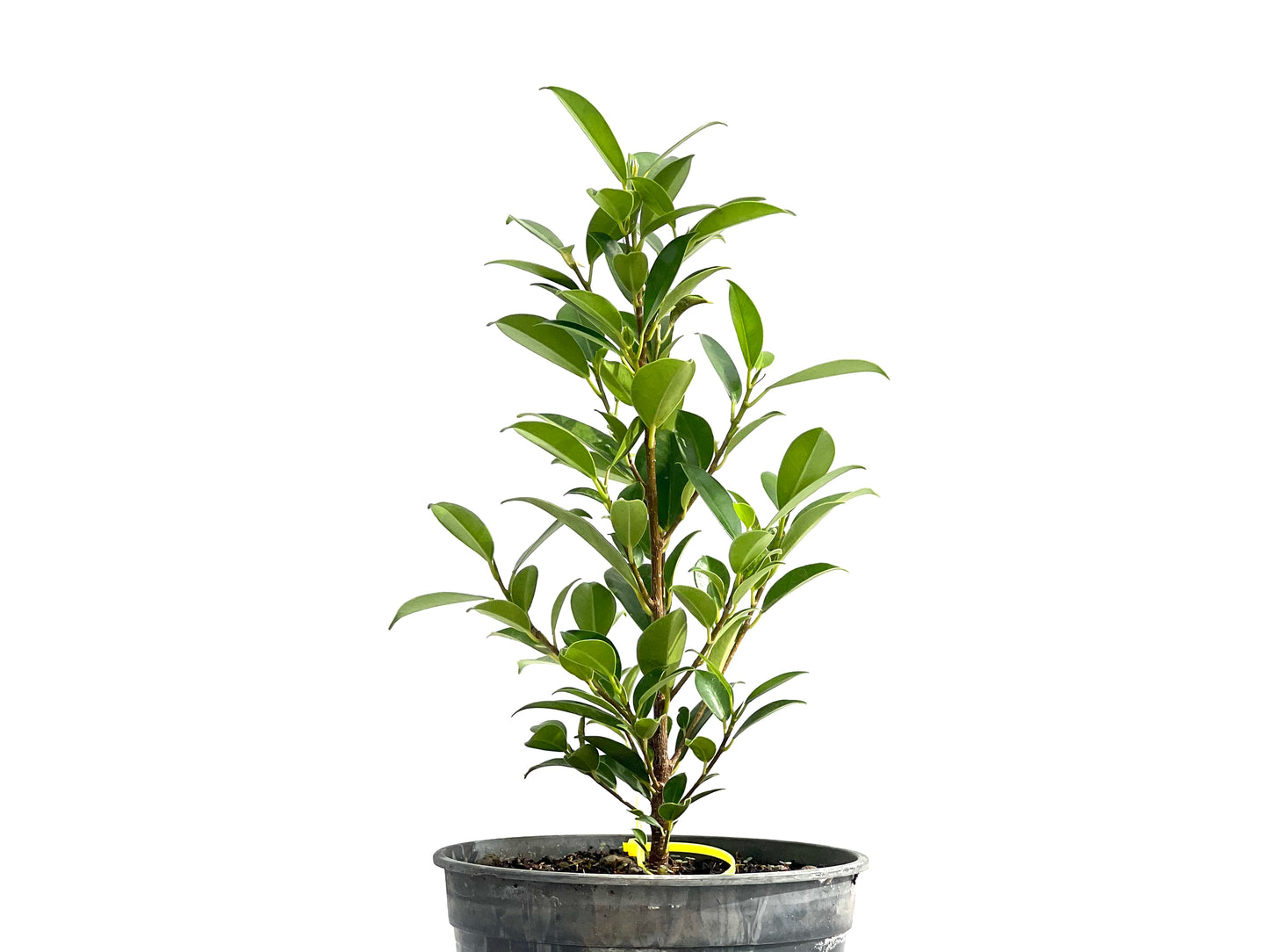Ficus Tiger Bark 2584