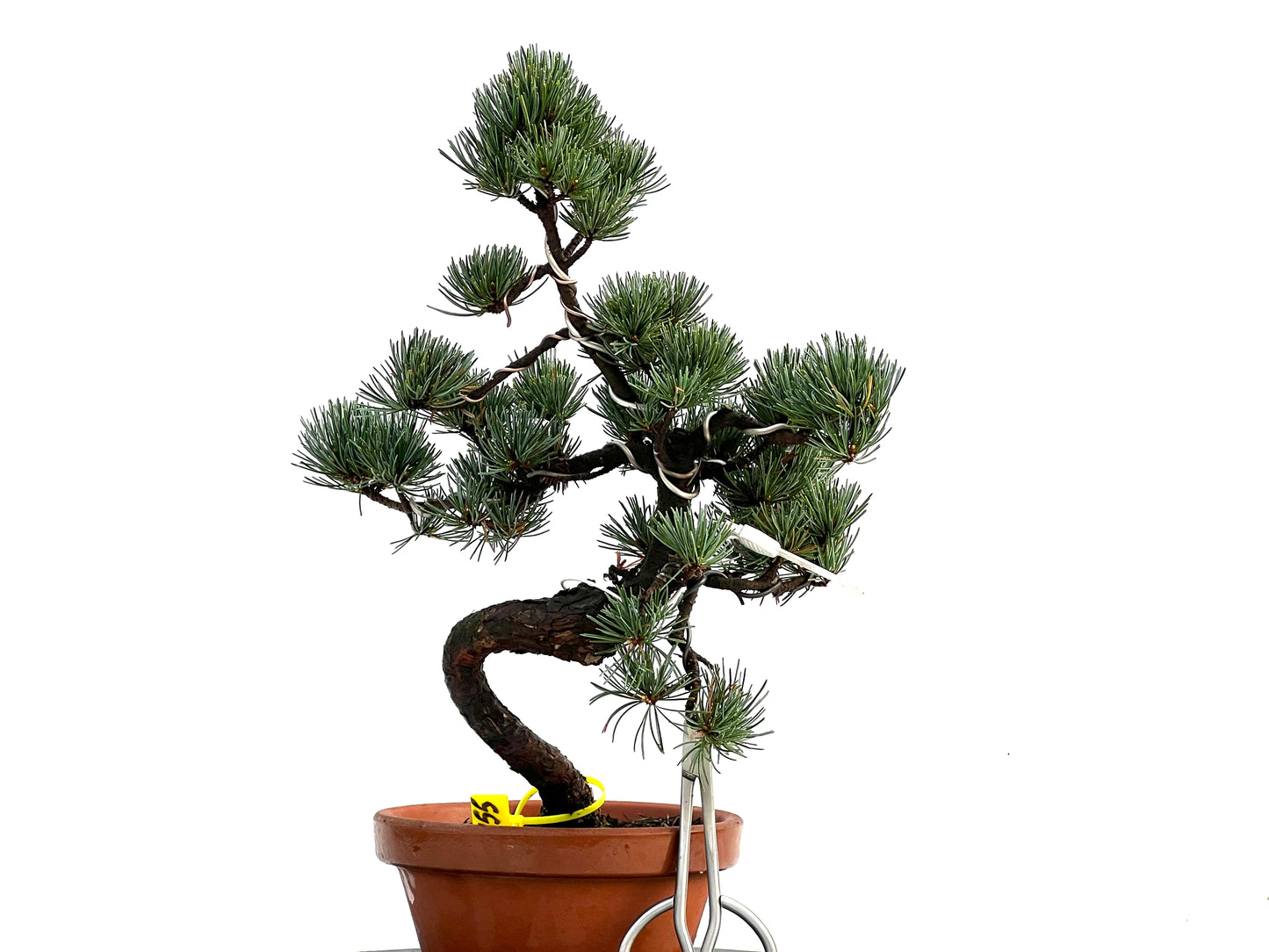 Pinus Pentaphylla 0155