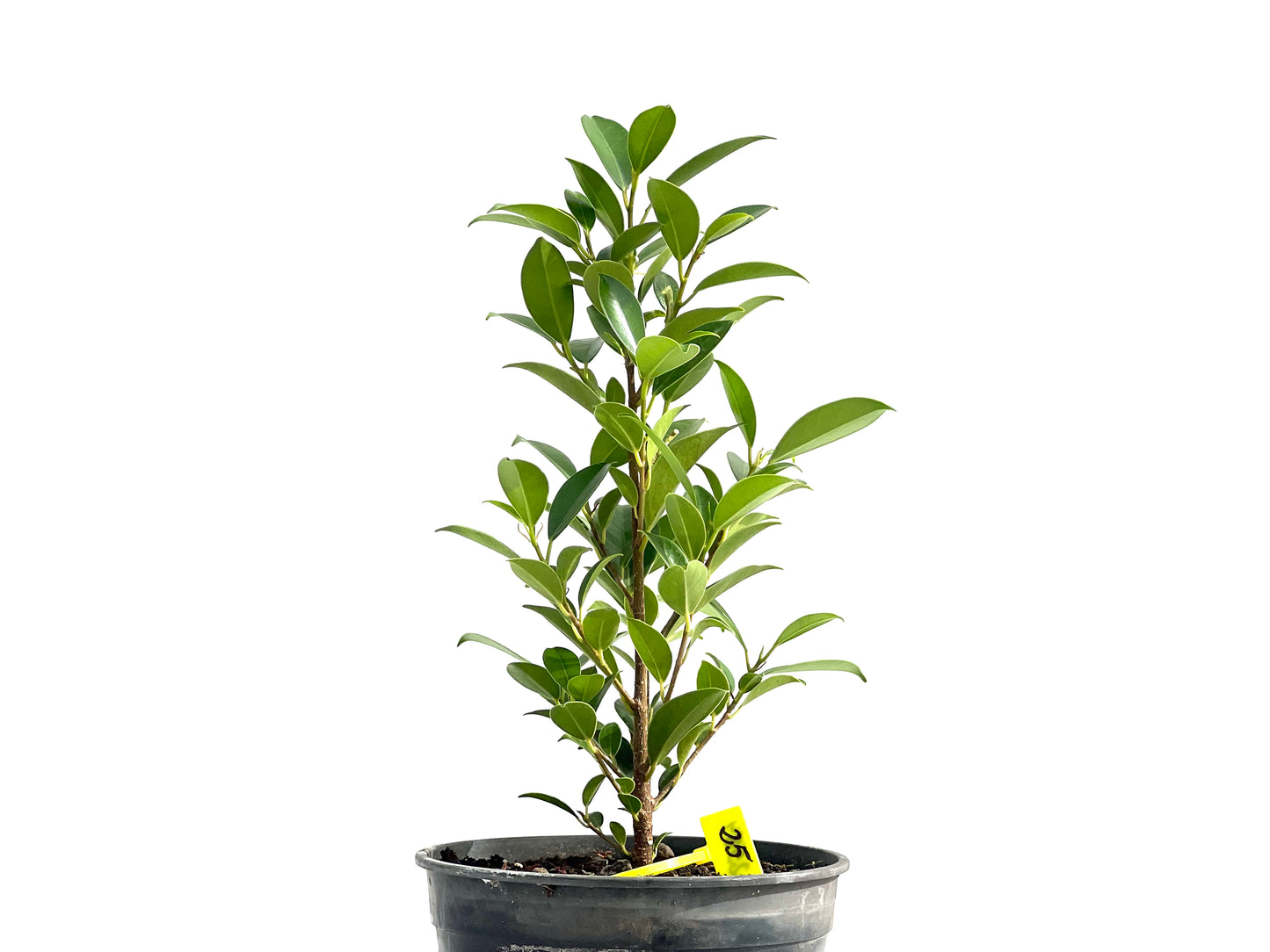 Ficus Tiger Bark 2584