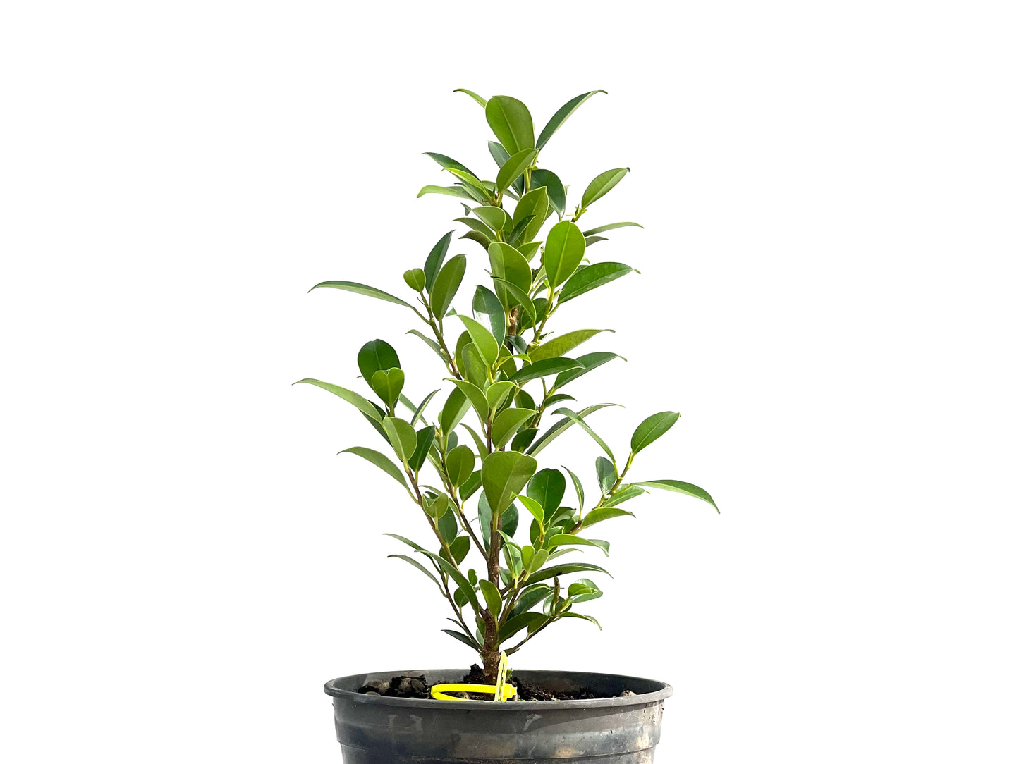 Ficus Tiger Bark 2584