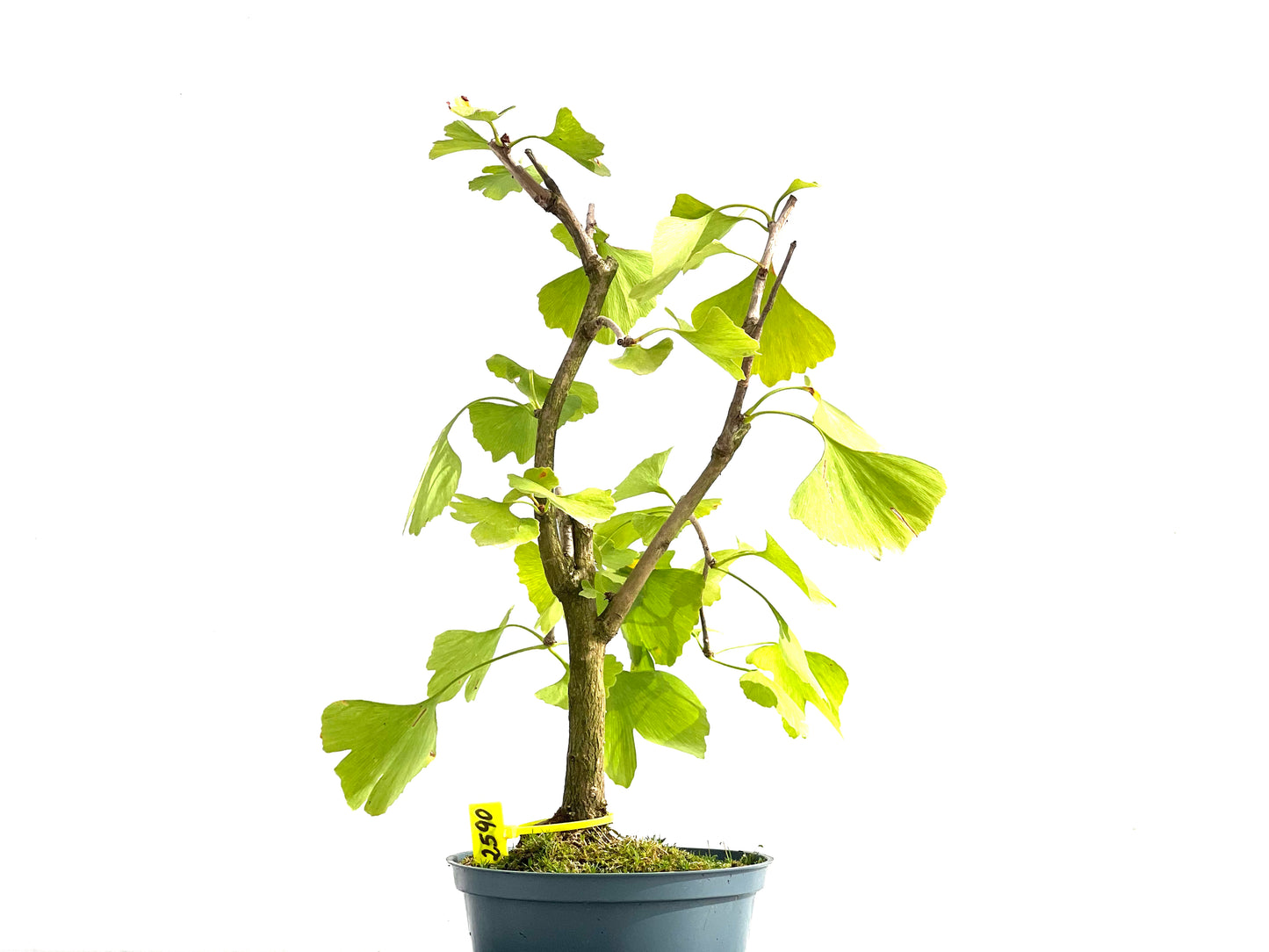 Ginkgo Biloba 2590