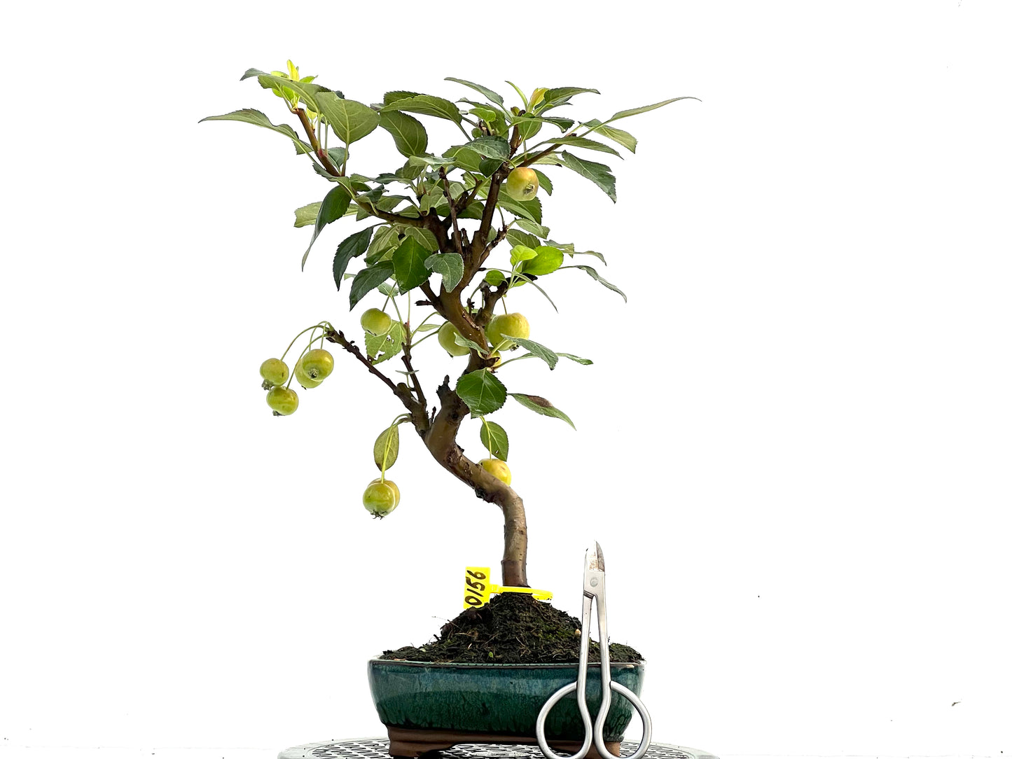 Malus Everest 0156