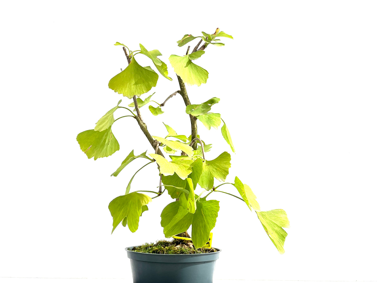 Ginkgo Biloba 2590