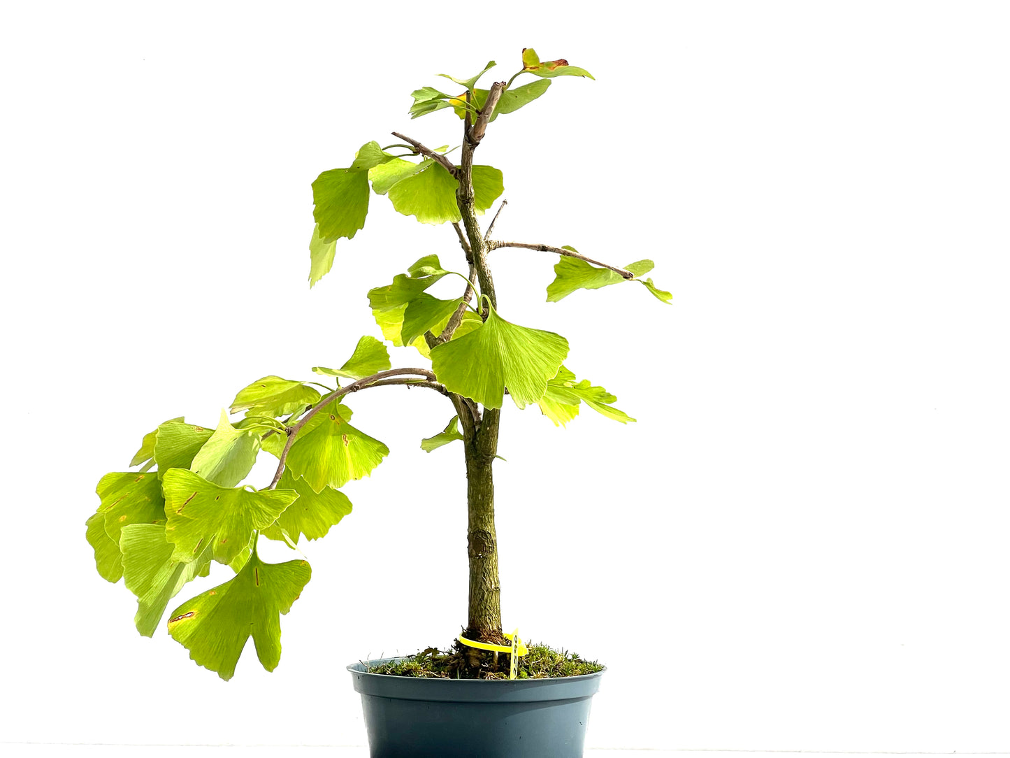 Ginkgo Biloba 2590
