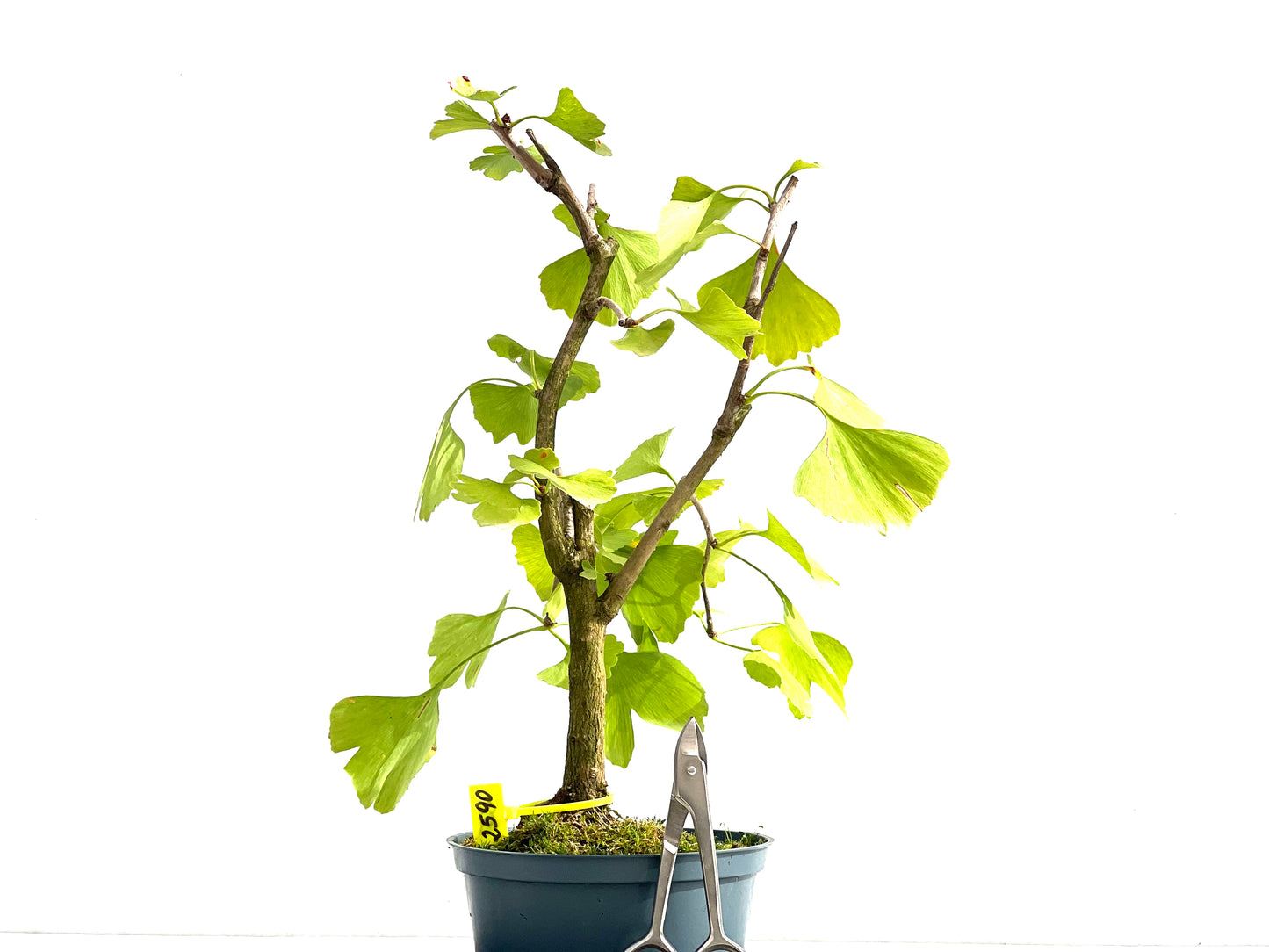 Ginkgo Biloba 2590