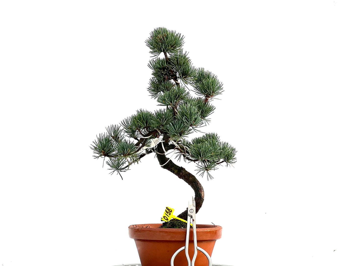 Pinus Pentaphylla 0158