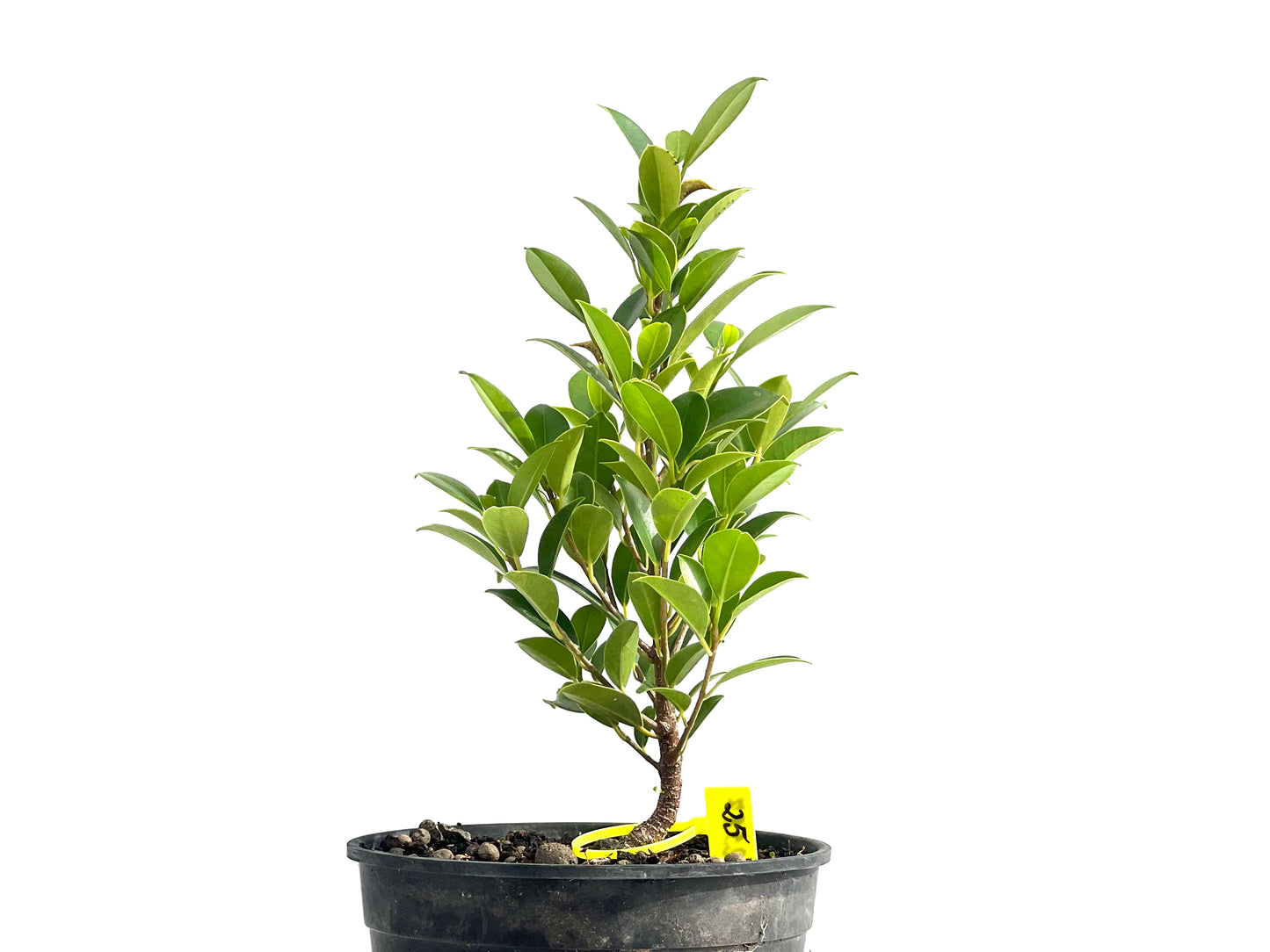 Ficus Tiger Bark 2587