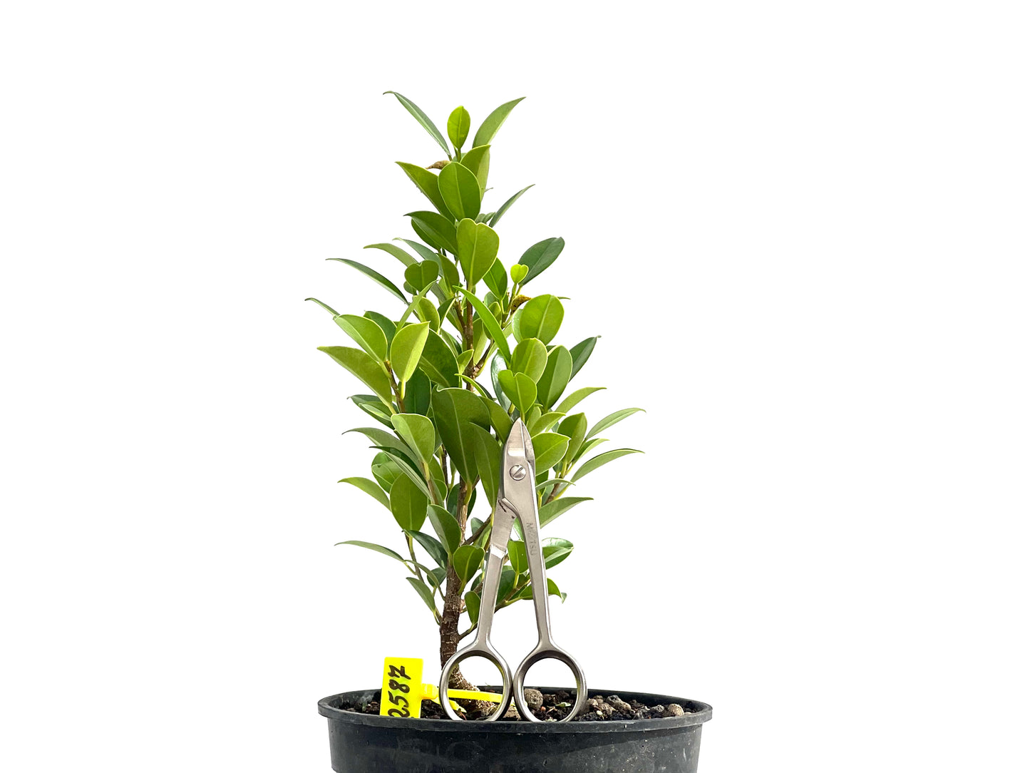 Ficus Tiger Bark 2587
