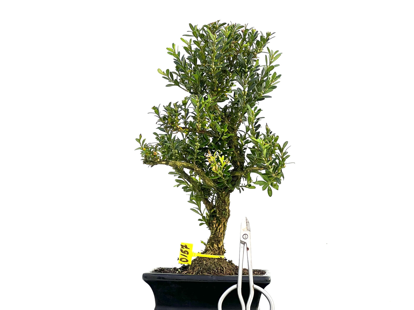 Buxus Harlandii 0157