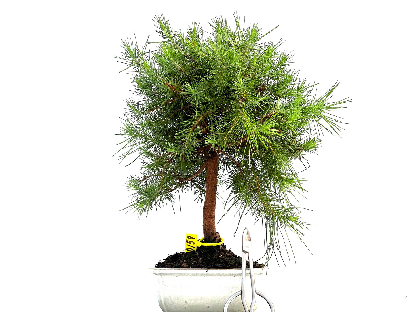 Pinus Halepensis 0159