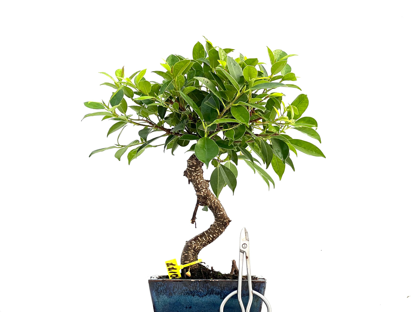 Ficus Tiger Bark 0177