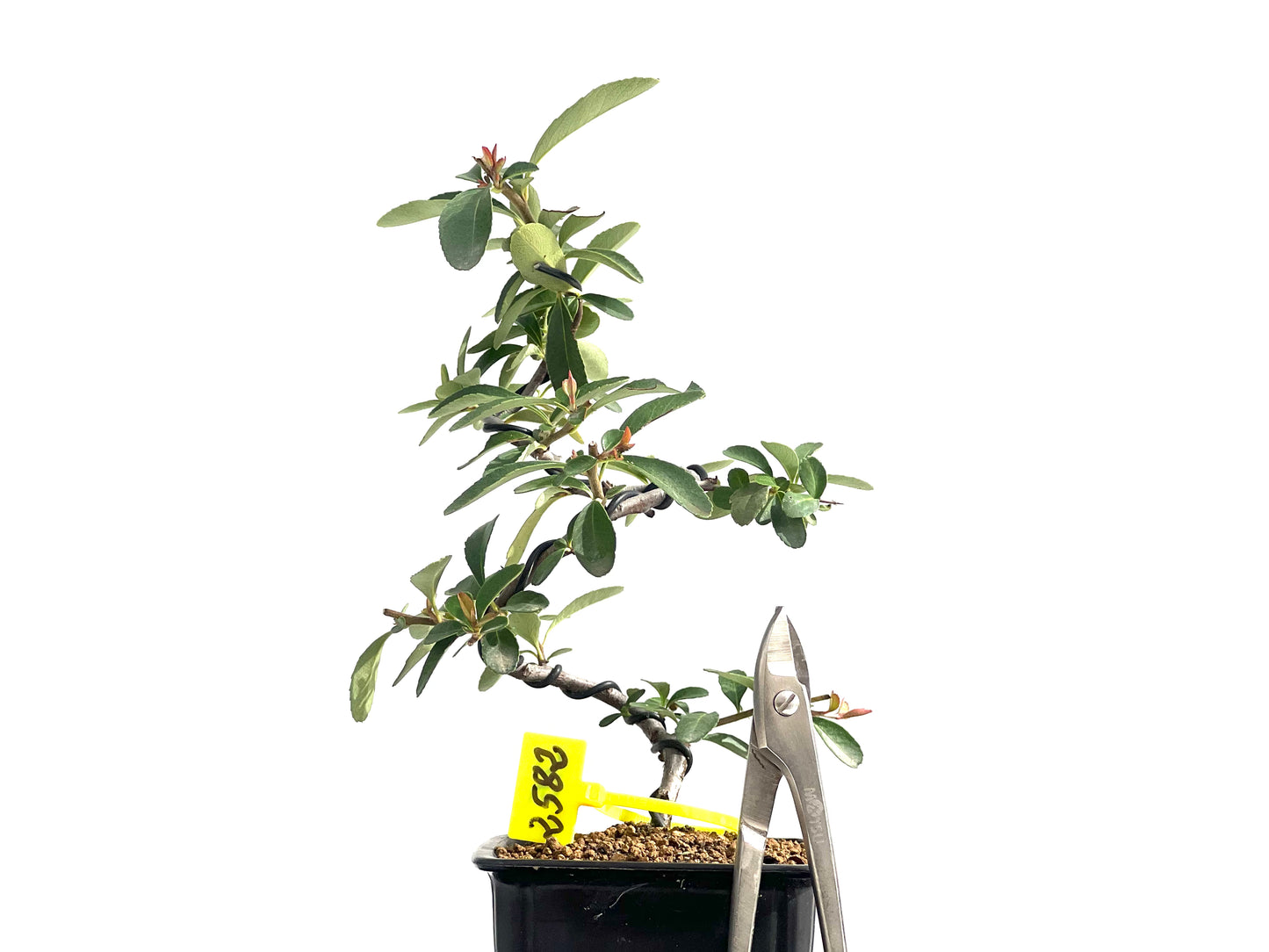 Pyracantha 2582