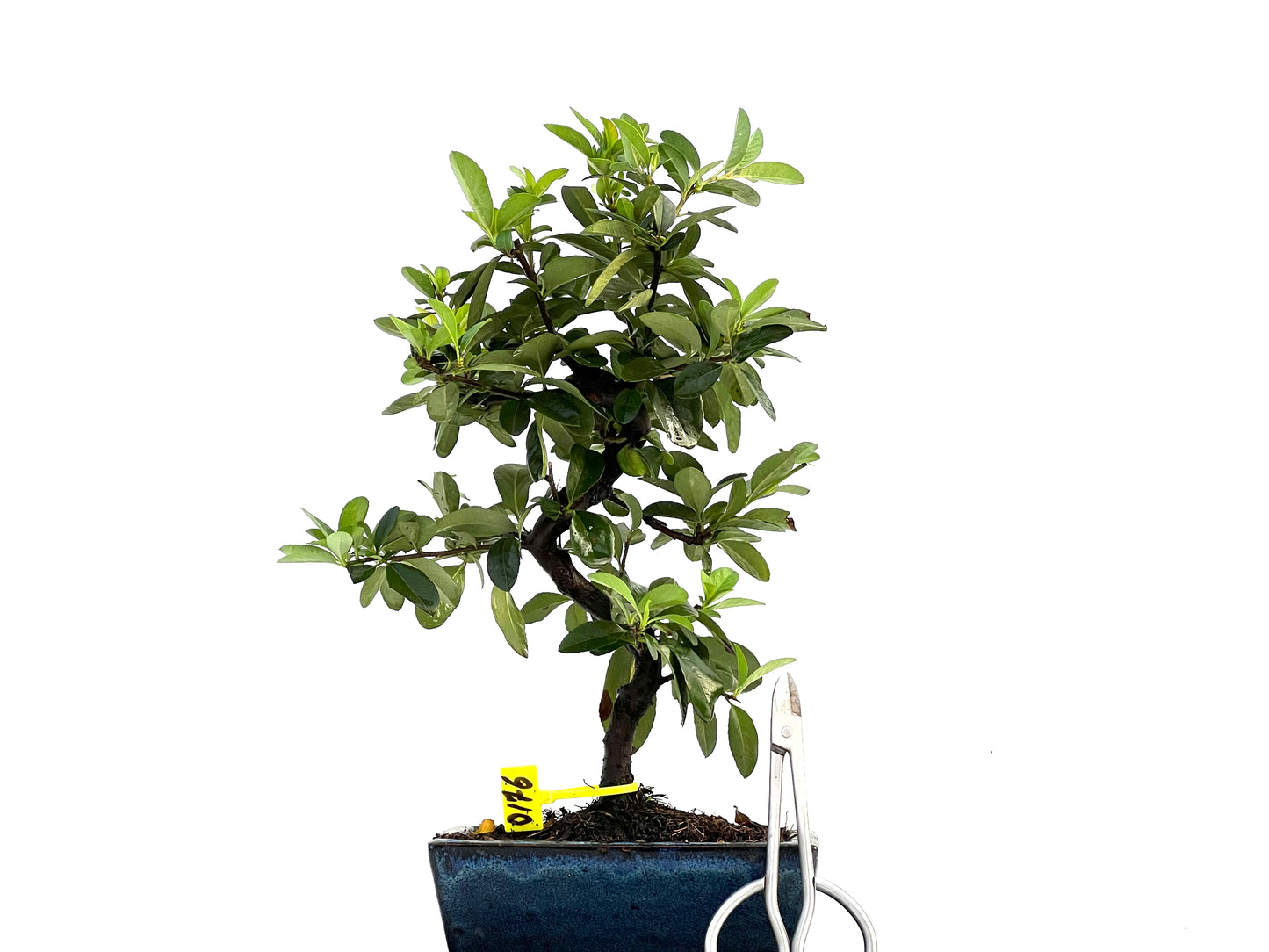 Pyracantha Coccinea 0176