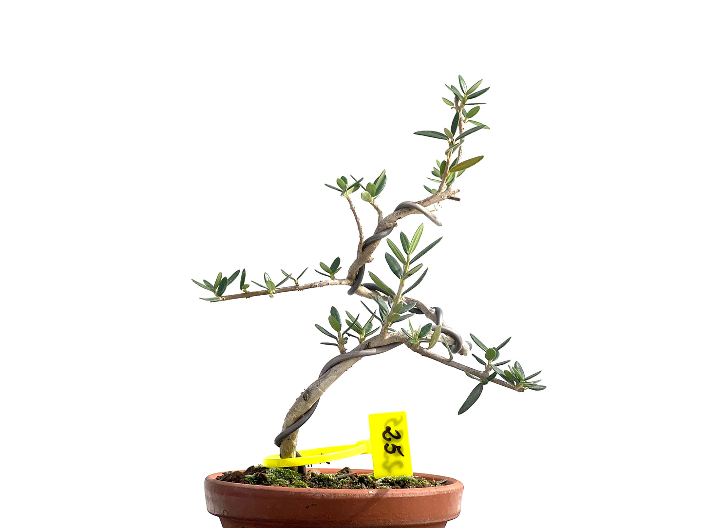 Olea Europaea Sylvestris 2585