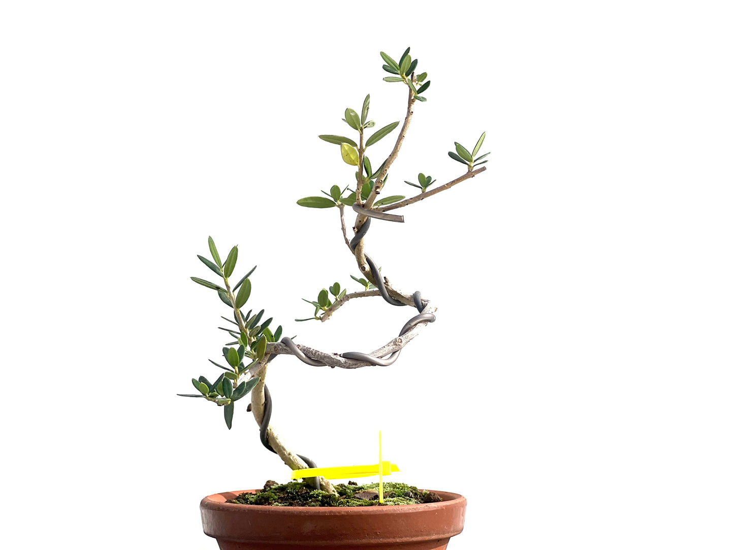 Olea Europaea Sylvestris 2585