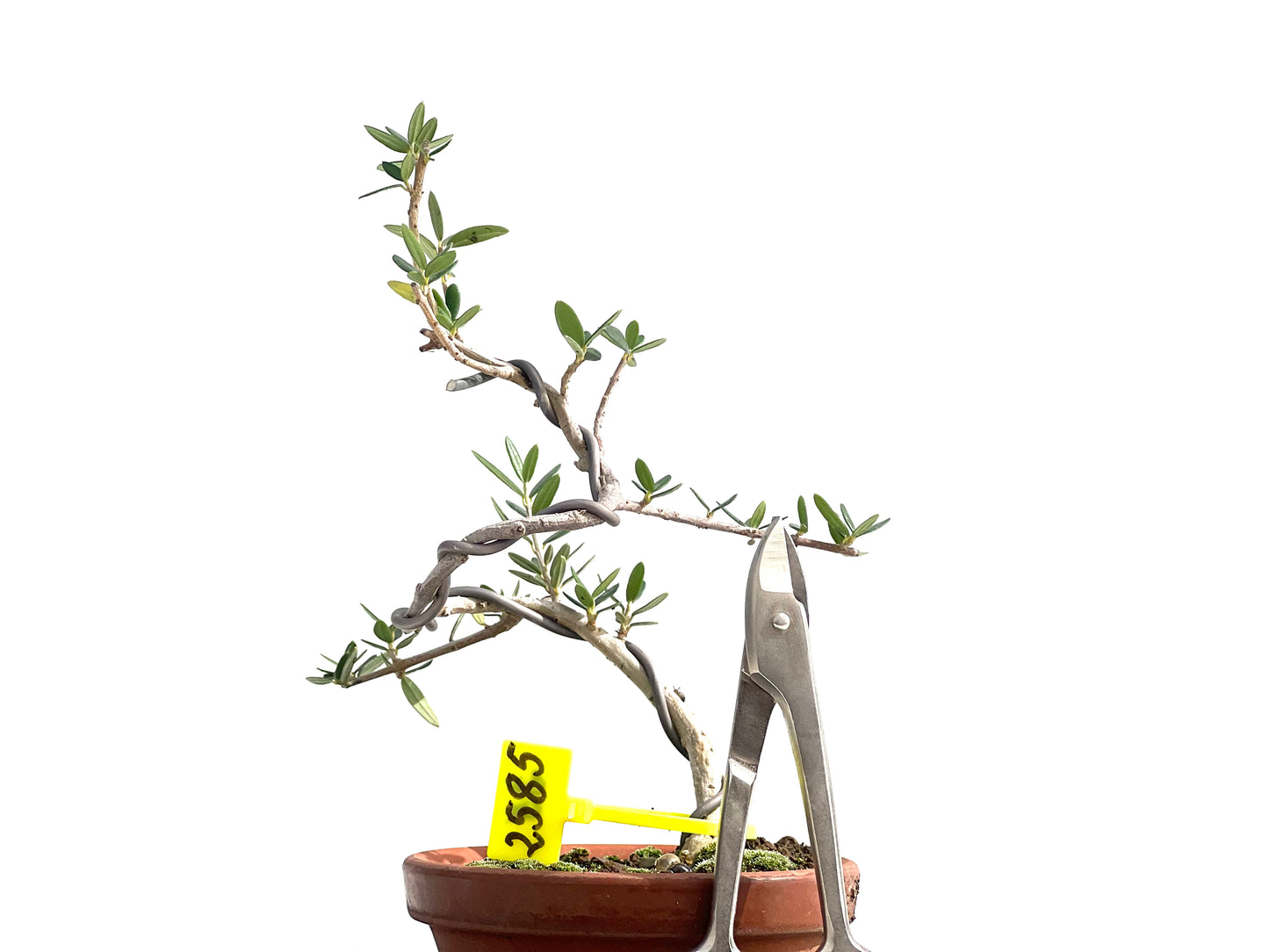 Olea Europaea Sylvestris 2585