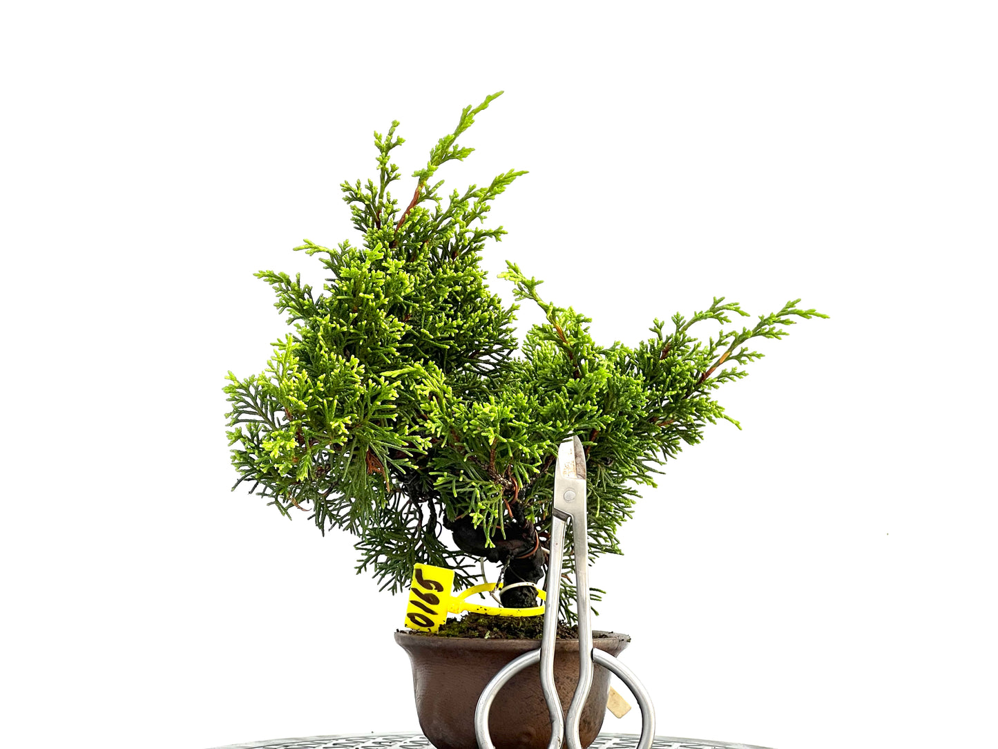 Juniperus Chinensis Itoigawa 0165