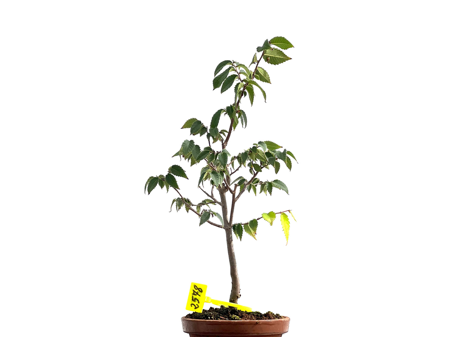 Zelkova Serrata 2578
