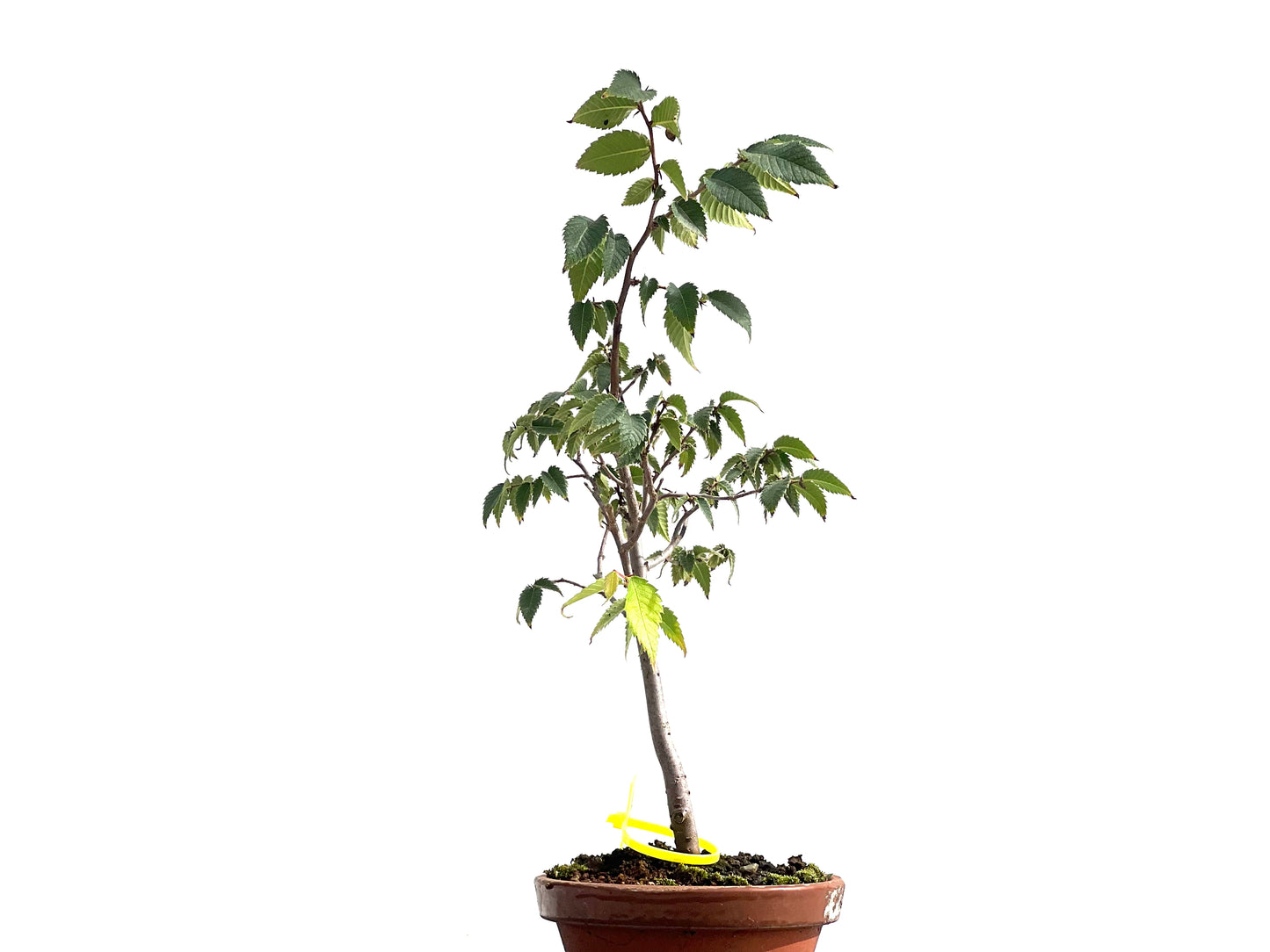 Zelkova Serrata 2578