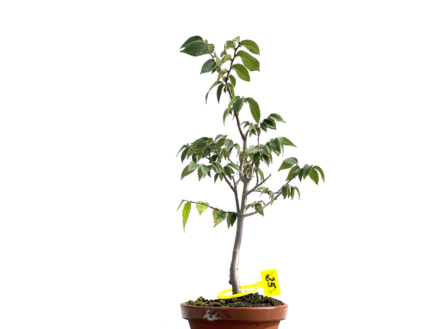 Zelkova Serrata 2578