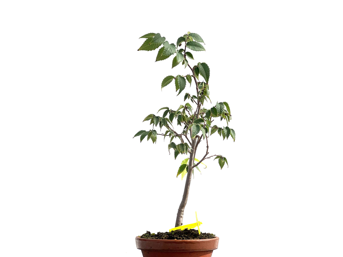 Zelkova Serrata 2578