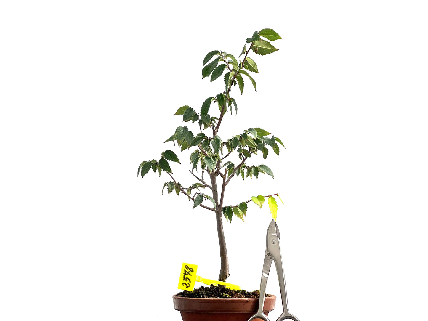 Zelkova Serrata 2578