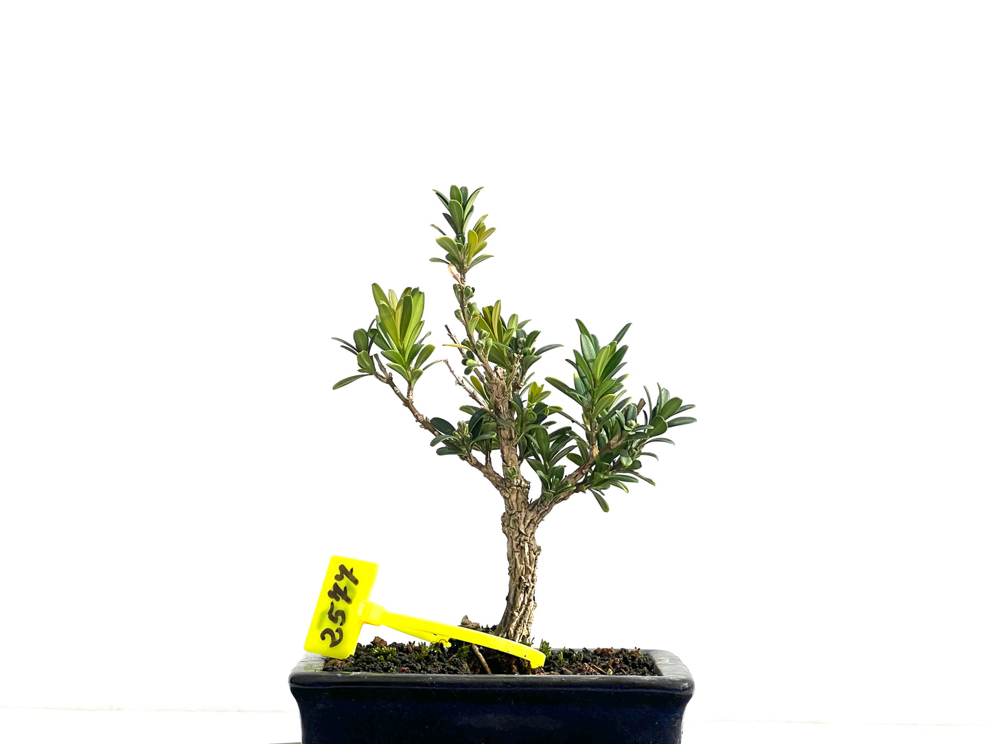 Buxus Harlandii 2577
