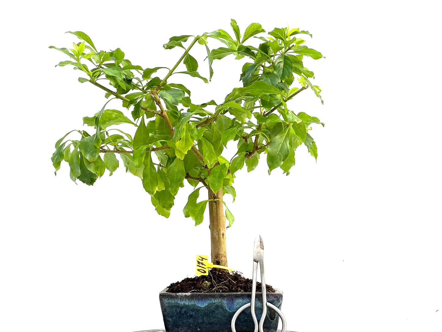 Durantha Repens 0174