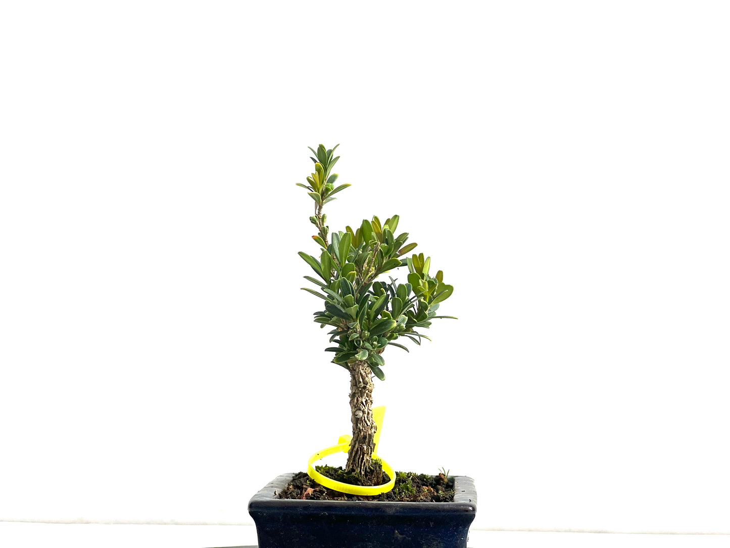 Buxus Harlandii 2577