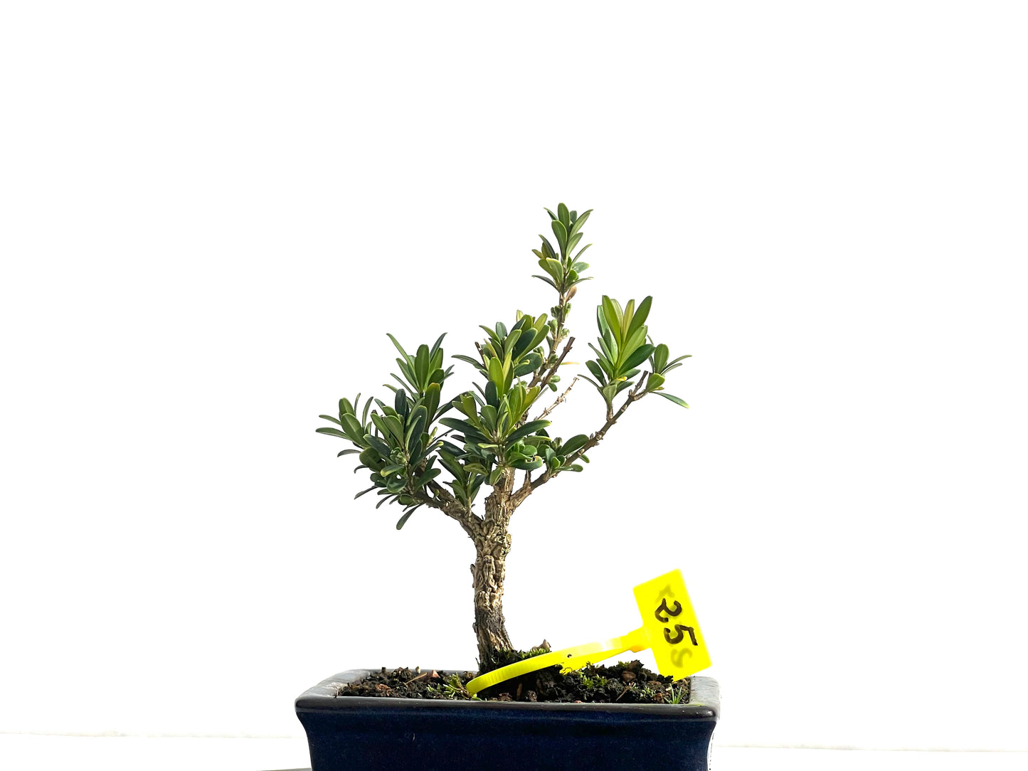 Buxus Harlandii 2577