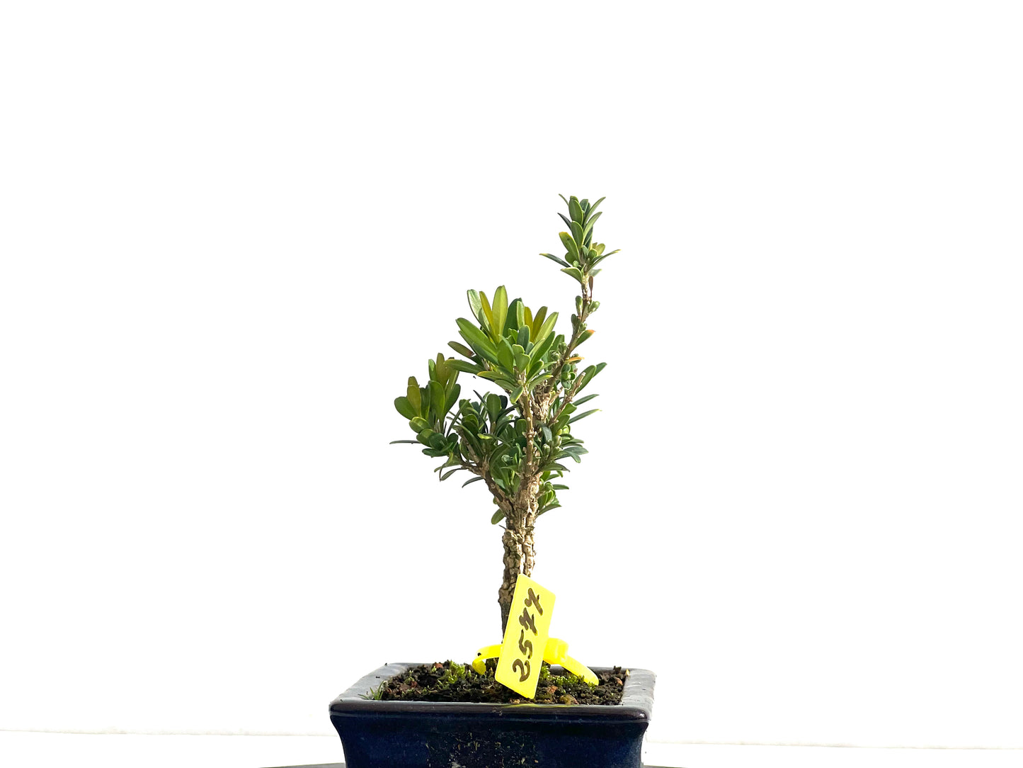Buxus Harlandii 2577