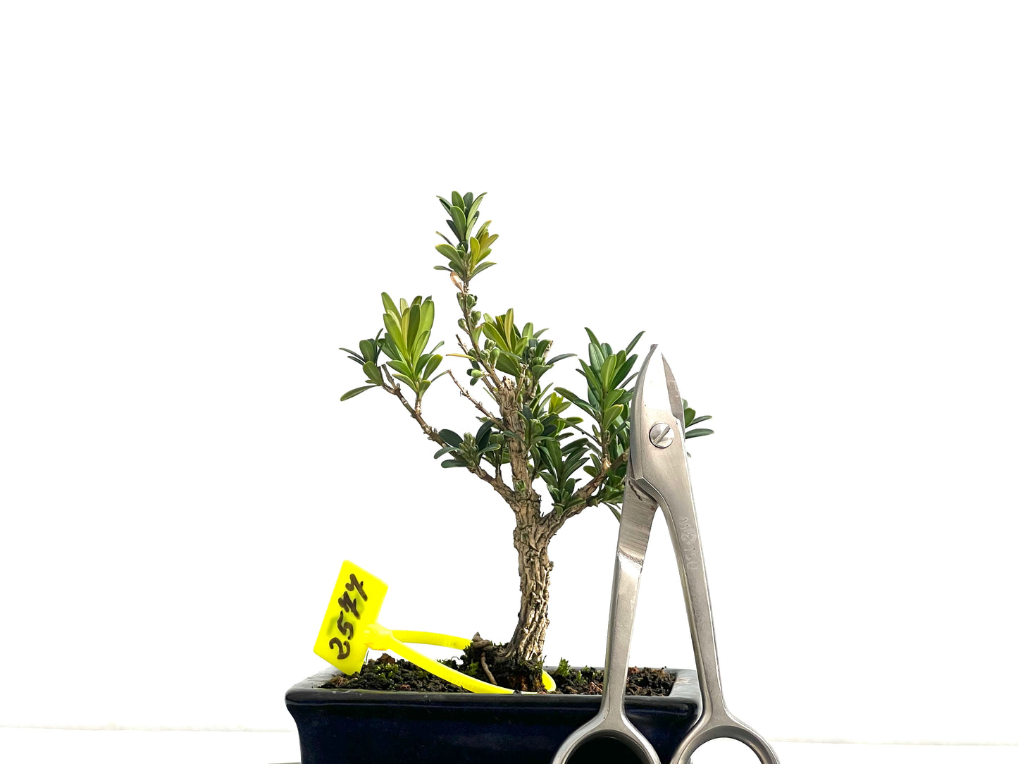 Buxus Harlandii 2577