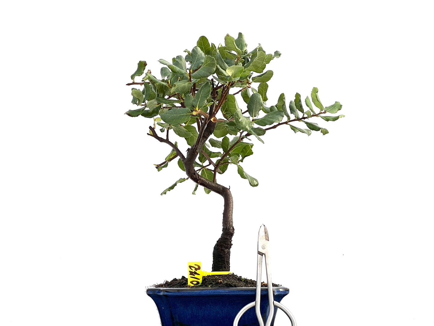 Quercus Suber 0172