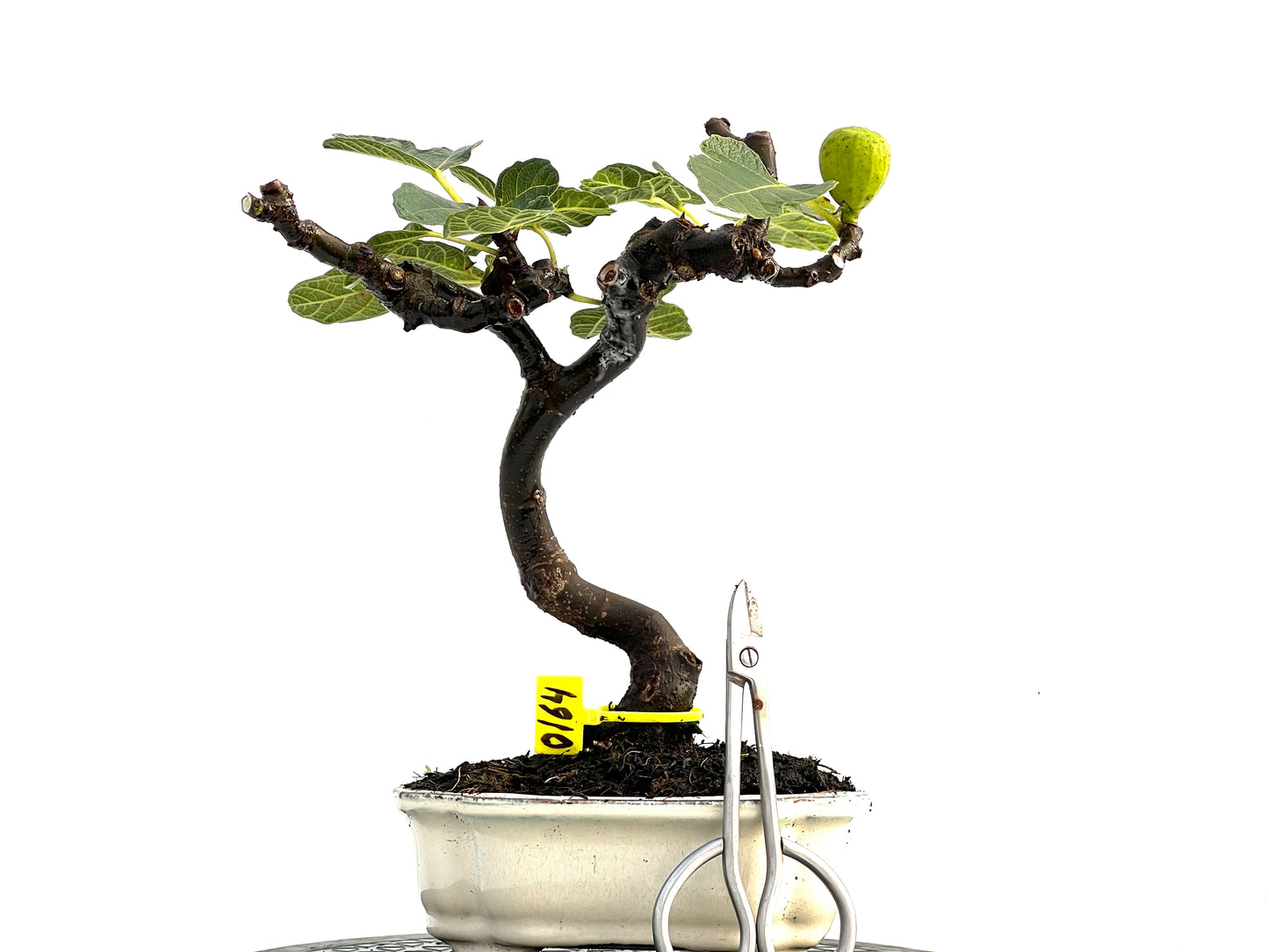 Ficus Carica 0164