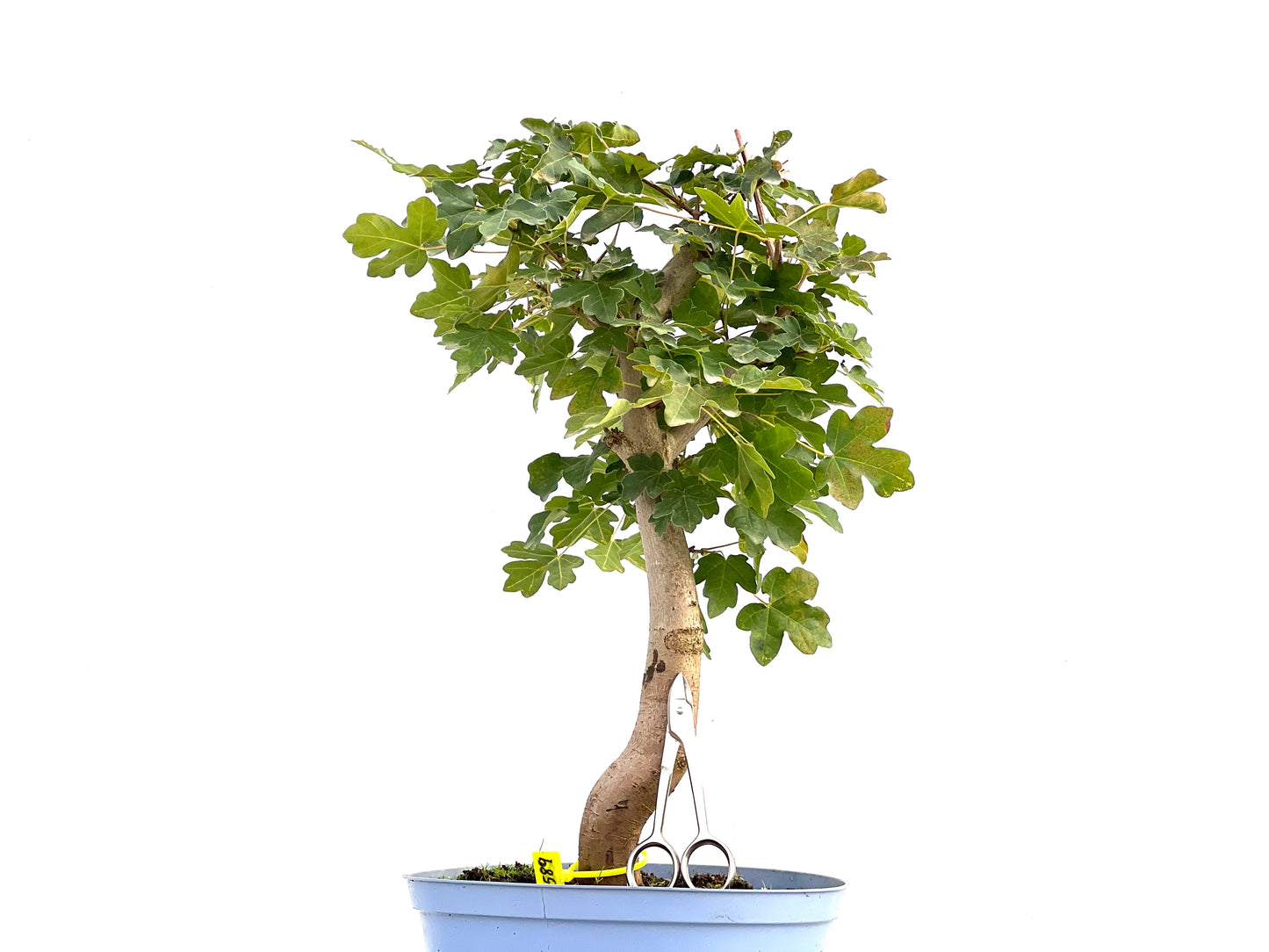 Acer Campestris 2589